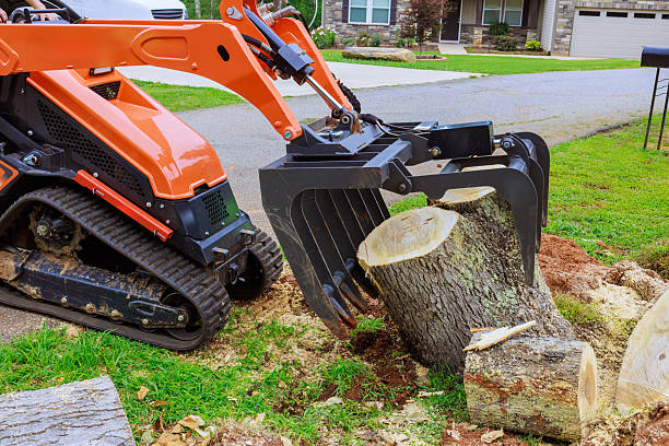 local stump removal